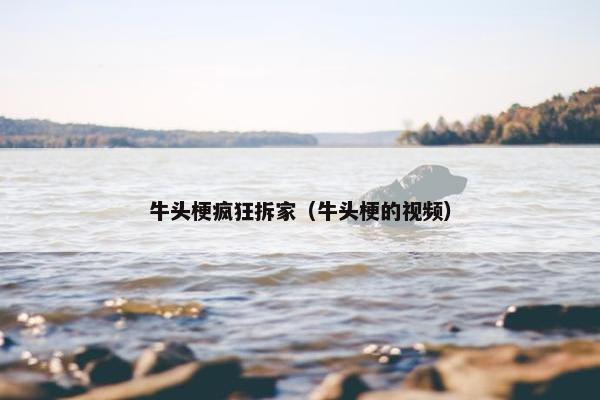 牛头梗疯狂拆家（牛头梗的视频）