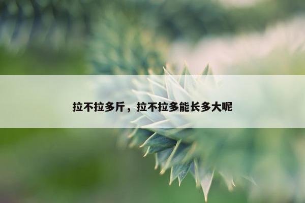 拉不拉多斤，拉不拉多能长多大呢