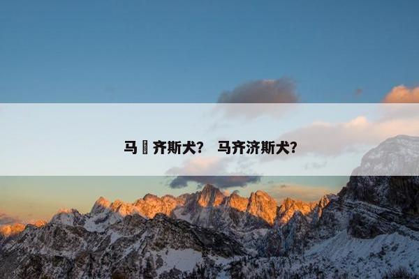马尓齐斯犬？ 马齐济斯犬？