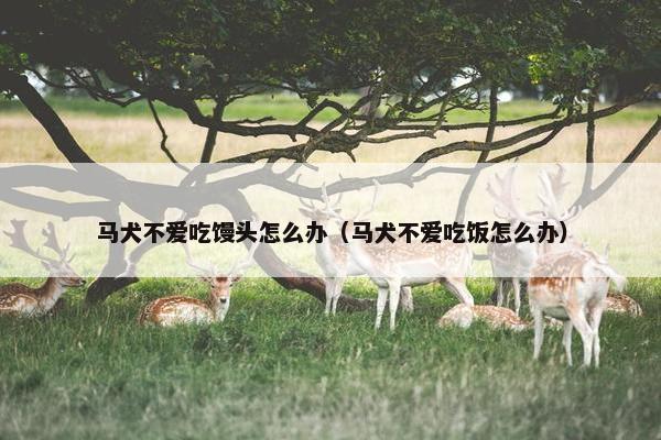 马犬不爱吃馒头怎么办（马犬不爱吃饭怎么办）