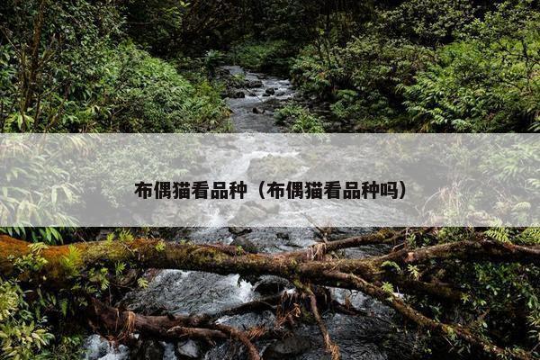 布偶猫看品种（布偶猫看品种吗）