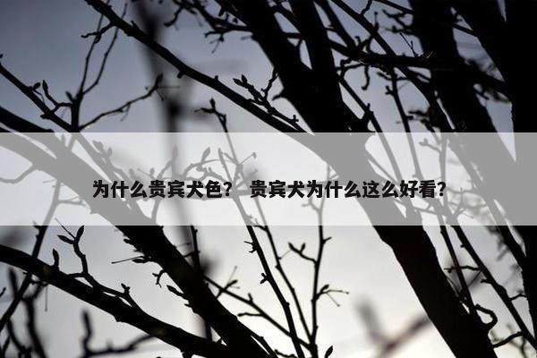 为什么贵宾犬色？ 贵宾犬为什么这么好看？