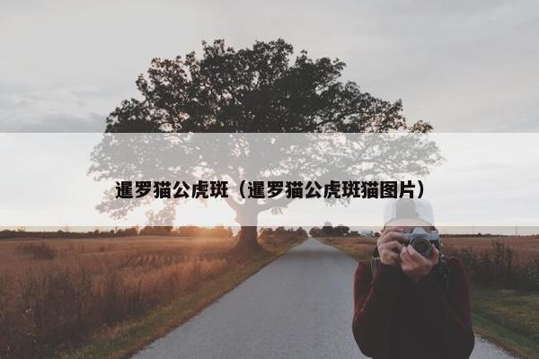 暹罗猫公虎斑（暹罗猫公虎斑猫图片）