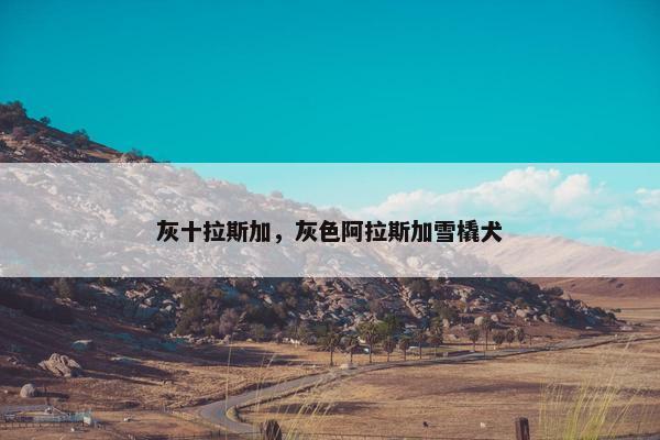 灰十拉斯加，灰色阿拉斯加雪橇犬