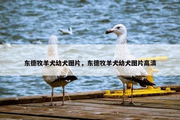 东德牧羊犬幼犬图片，东德牧羊犬幼犬图片高清