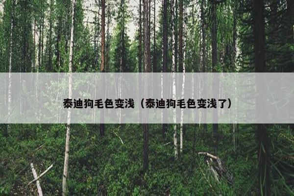 泰迪狗毛色变浅（泰迪狗毛色变浅了）