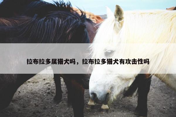 拉布拉多属猎犬吗，拉布拉多猎犬有攻击性吗