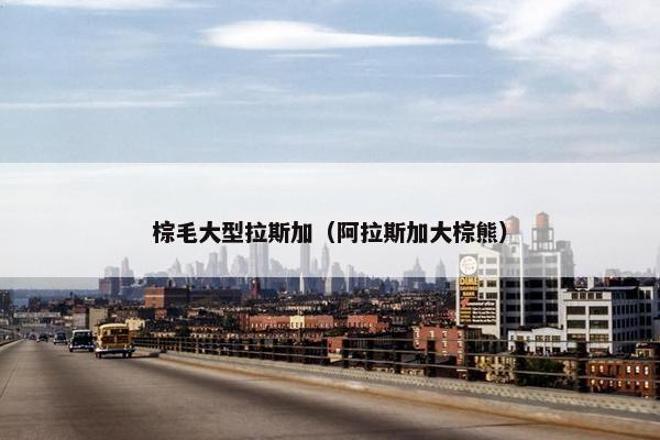 棕毛大型拉斯加（阿拉斯加大棕熊）