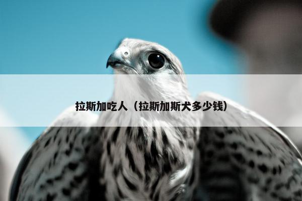 拉斯加吃人（拉斯加斯犬多少钱）