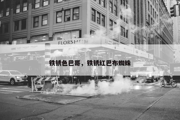 铁锈色巴哥，铁锈红巴布蜘蛛