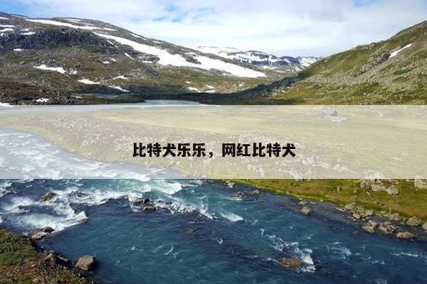 比特犬乐乐，网红比特犬