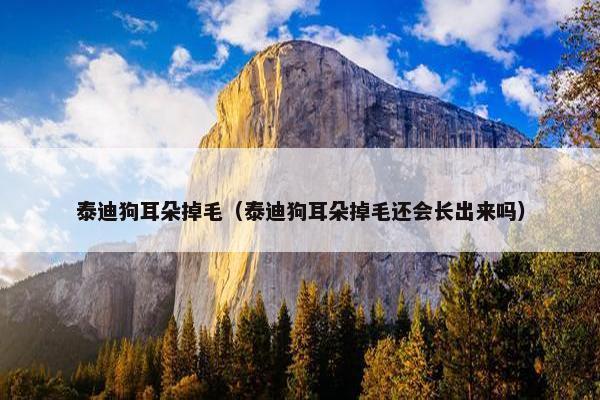 泰迪狗耳朵掉毛（泰迪狗耳朵掉毛还会长出来吗）