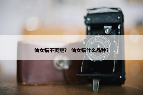 仙女猫不英短？ 仙女猫什么品种？