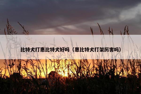 比特犬打惠比特犬好吗（惠比特犬打架厉害吗）