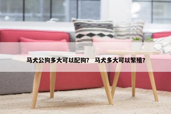 马犬公狗多大可以配狗？ 马犬多大可以繁殖？