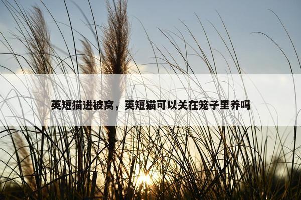 英短猫进被窝，英短猫可以关在笼子里养吗