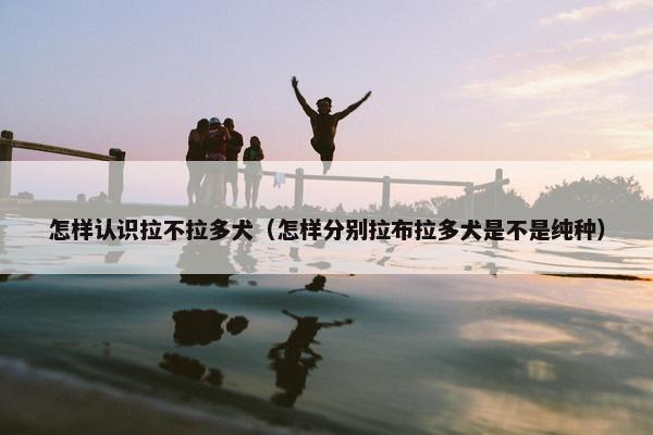 怎样认识拉不拉多犬（怎样分别拉布拉多犬是不是纯种）