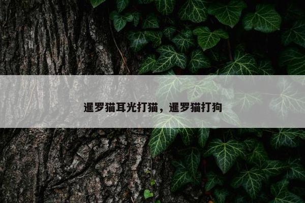 暹罗猫耳光打猫，暹罗猫打狗