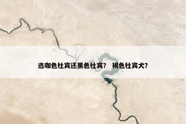 选咖色杜宾还黑色杜宾？ 褐色杜宾犬？