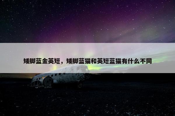 矮脚蓝金英短，矮脚蓝猫和英短蓝猫有什么不同