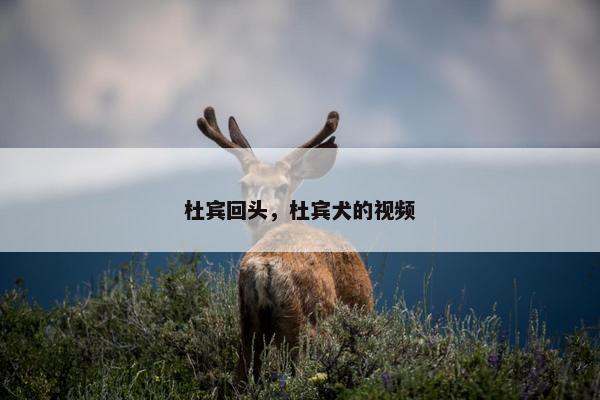 杜宾回头，杜宾犬的视频