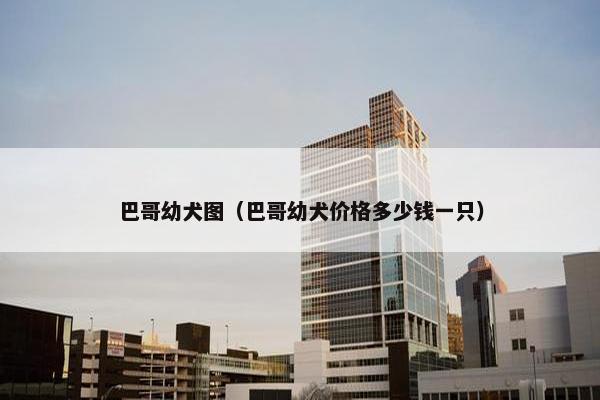 巴哥幼犬图（巴哥幼犬价格多少钱一只）