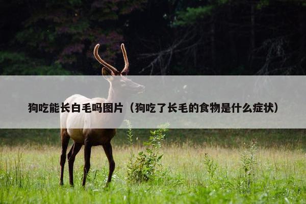 狗吃能长白毛吗图片（狗吃了长毛的食物是什么症状）