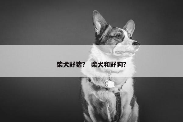 柴犬野猪？ 柴犬和野狗？