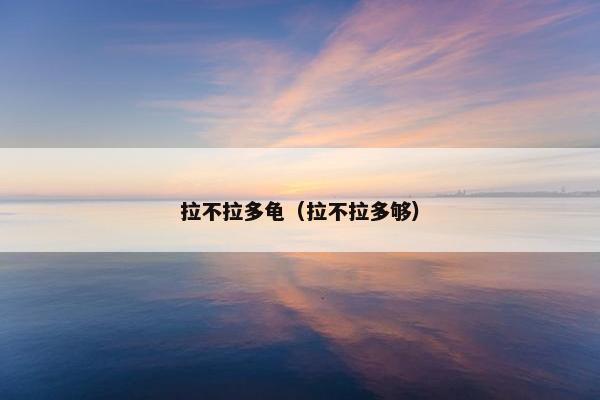 拉不拉多龟（拉不拉多够）