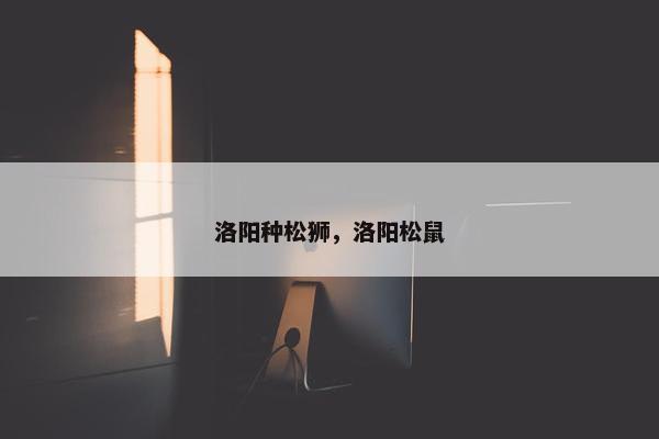 洛阳种松狮，洛阳松鼠