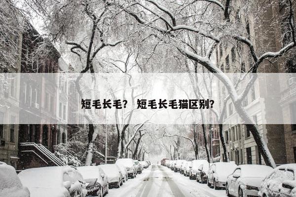 短毛长毛？ 短毛长毛猫区别？