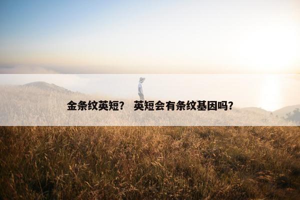 金条纹英短？ 英短会有条纹基因吗？
