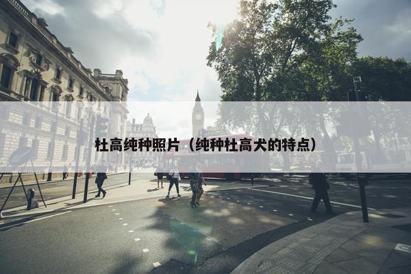 杜高纯种照片（纯种杜高犬的特点）