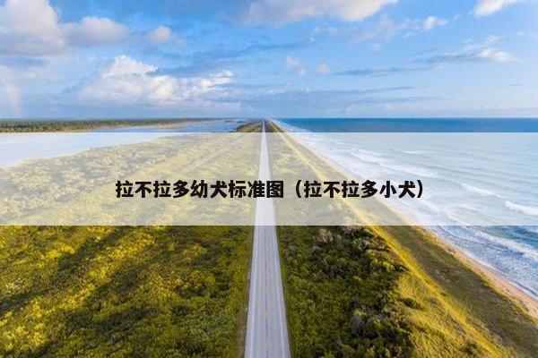 拉不拉多幼犬标准图（拉不拉多小犬）