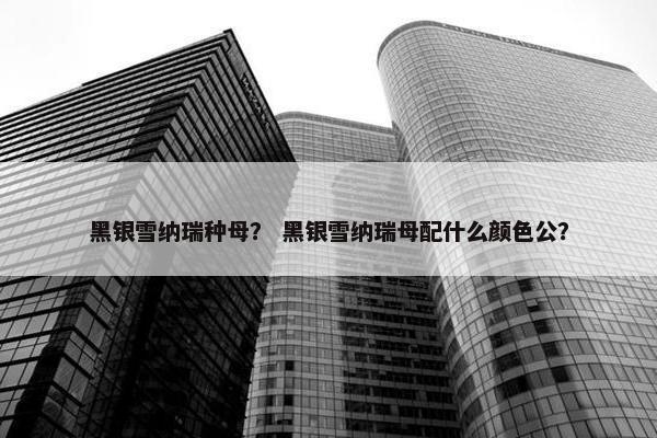黑银雪纳瑞种母？ 黑银雪纳瑞母配什么颜色公？