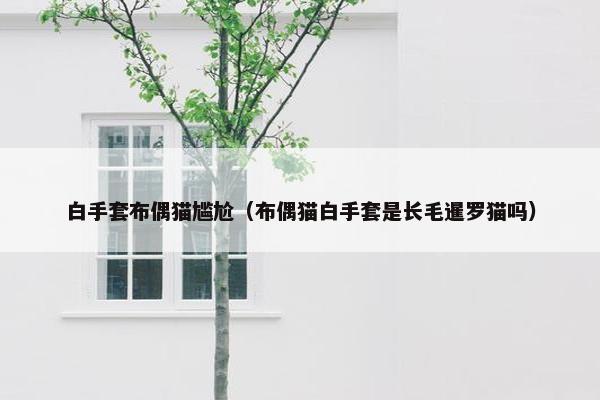 白手套布偶猫尴尬（布偶猫白手套是长毛暹罗猫吗）