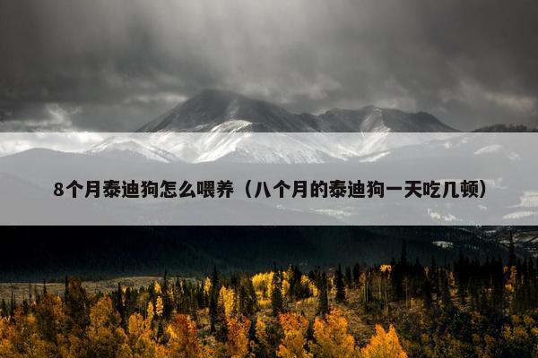 8个月泰迪狗怎么喂养（八个月的泰迪狗一天吃几顿）
