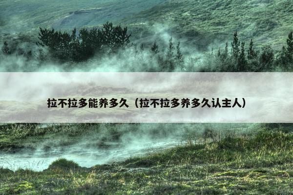 拉不拉多能养多久（拉不拉多养多久认主人）