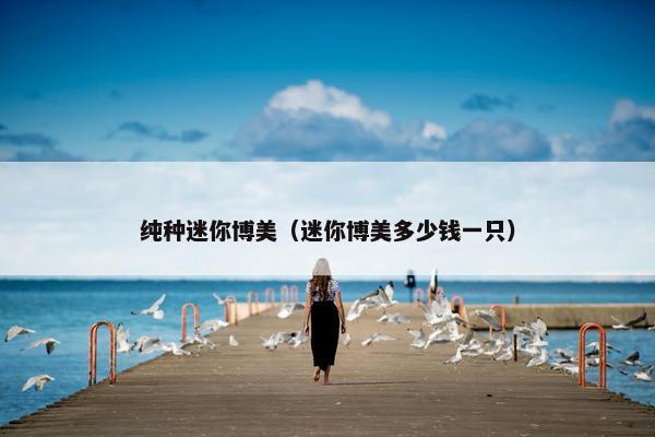 纯种迷你博美（迷你博美多少钱一只）