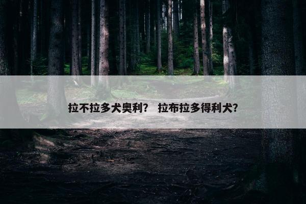 拉不拉多犬奥利？ 拉布拉多得利犬？