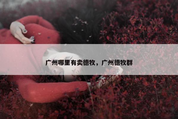 广州哪里有卖德牧，广州德牧群