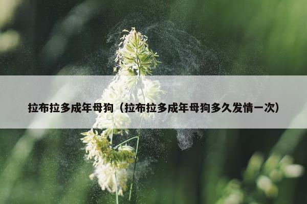 拉布拉多成年母狗（拉布拉多成年母狗多久发情一次）