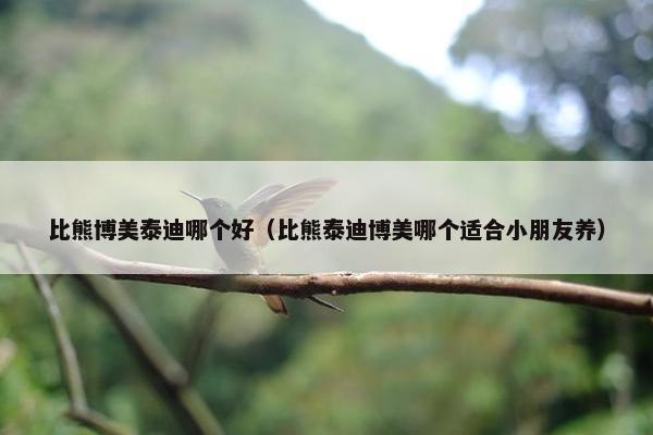 比熊博美泰迪哪个好（比熊泰迪博美哪个适合小朋友养）