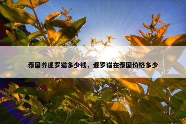 泰国养暹罗猫多少钱，暹罗猫在泰国价格多少