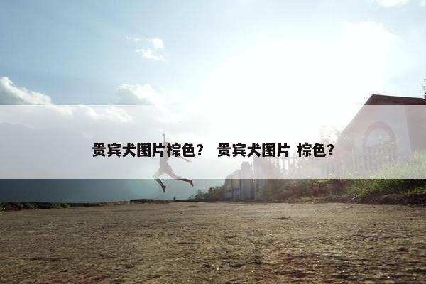 贵宾犬图片棕色？ 贵宾犬图片 棕色？