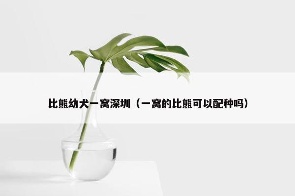 比熊幼犬一窝深圳（一窝的比熊可以配种吗）