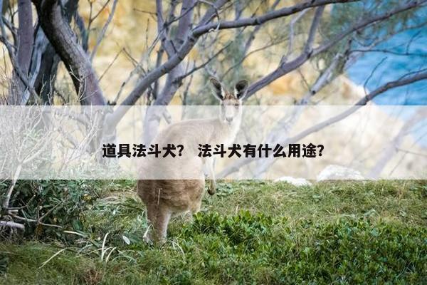 道具法斗犬？ 法斗犬有什么用途？